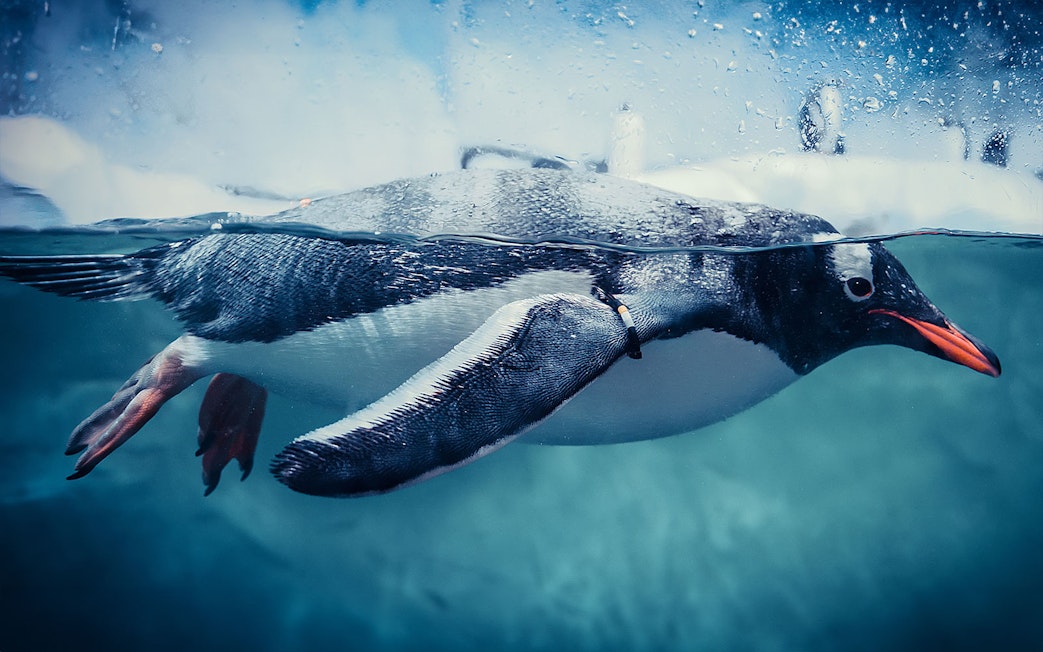 Gentoo penguin swimming underwater in clear blue water.