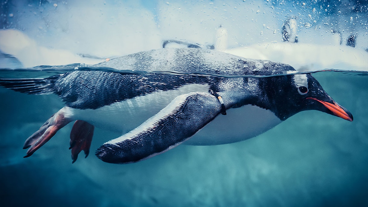 Tourists exploring marine life at SeaLife Bangkok, one of the top attractions in Thailand, with exclusive SeaLife Bangkok Tickets