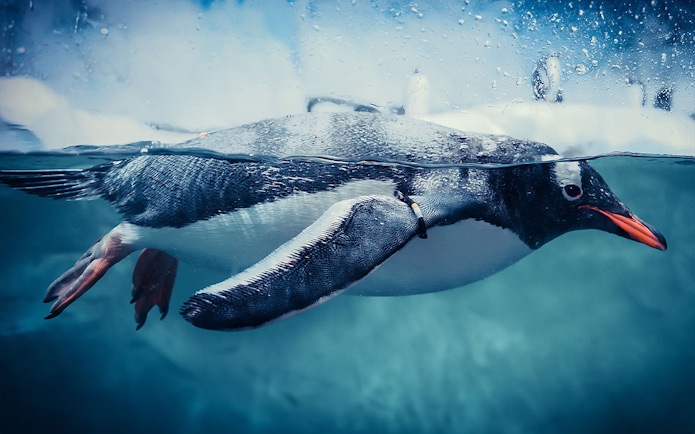 Gentoo penguin swimming underwater in clear blue water.