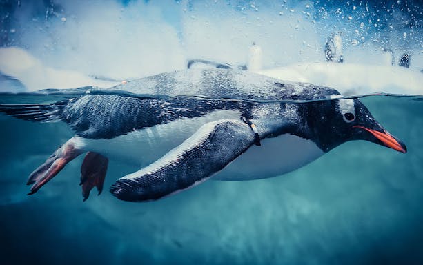 Gentoo penguin swimming underwater in clear blue water.