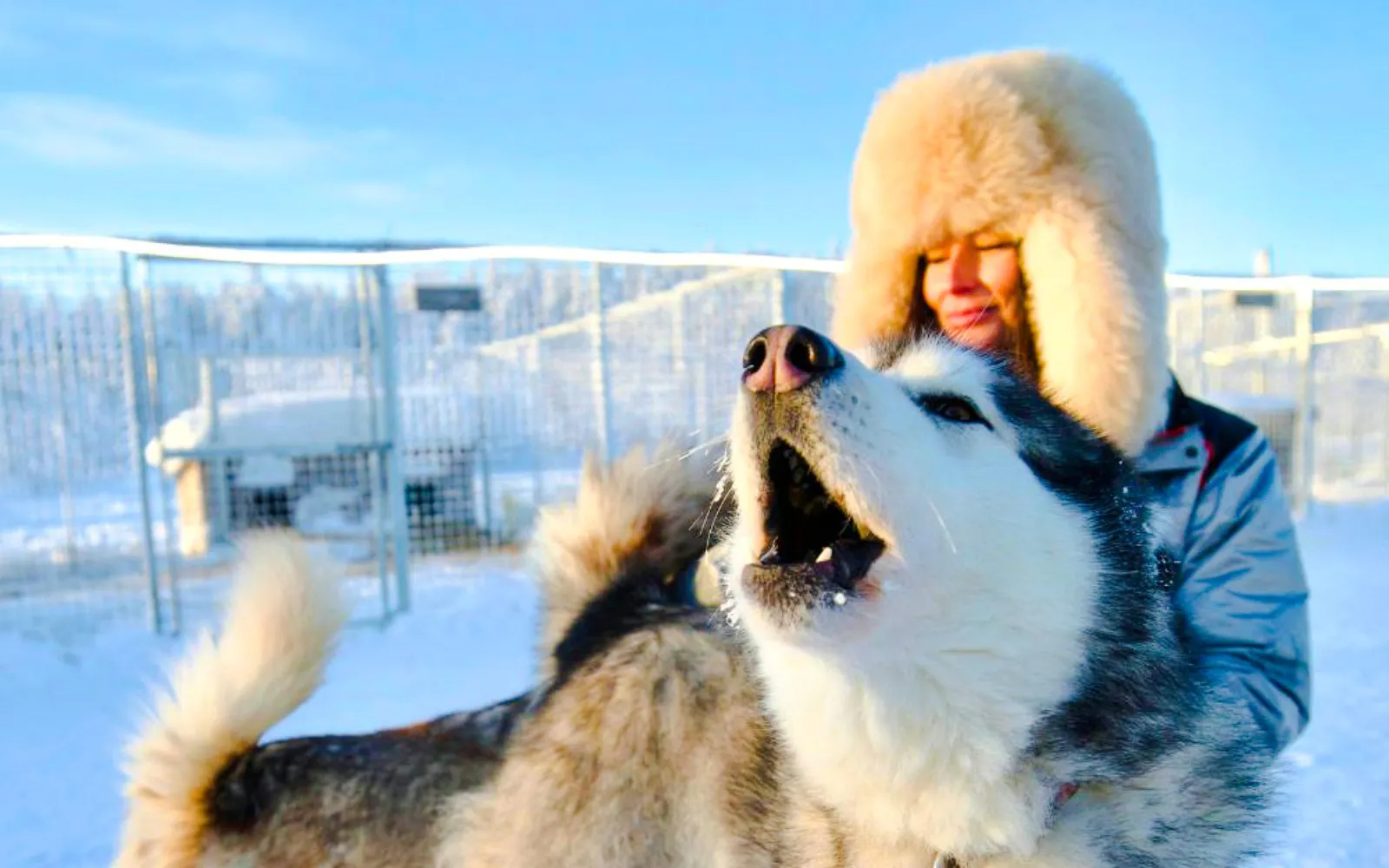 Guest interacting with a Husky in a snowy enclosure.