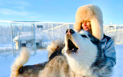 Guest interacting with a Husky in a snowy enclosure.