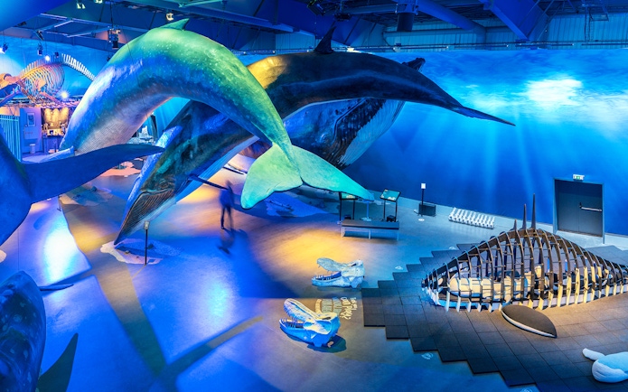 Whale models and skeletons displayed at Whales Museum, Iceland.