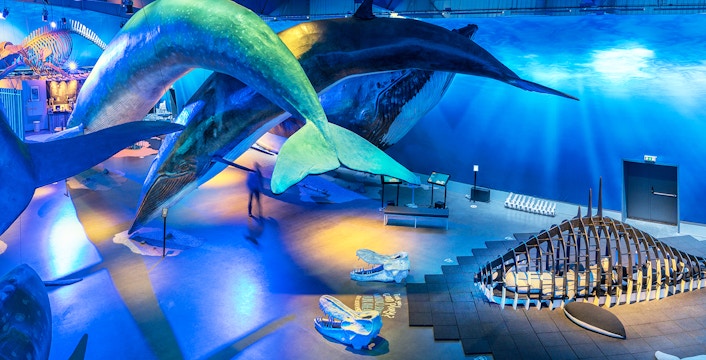 Whales of Iceland Museum