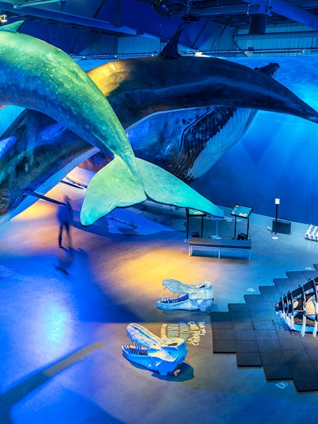 Whale models and skeletons displayed at Whales Museum, Iceland.