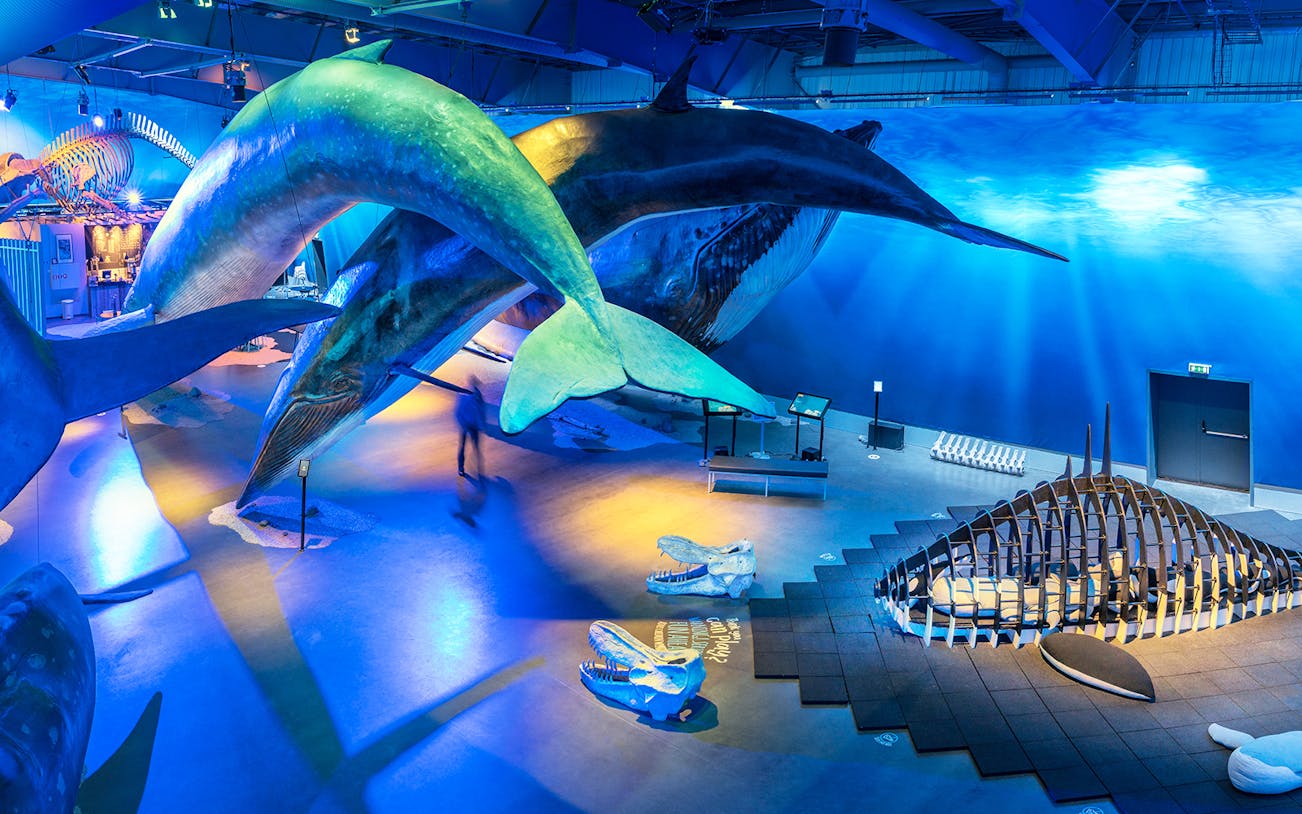 Whale models and skeletons displayed at Whales Museum, Iceland.