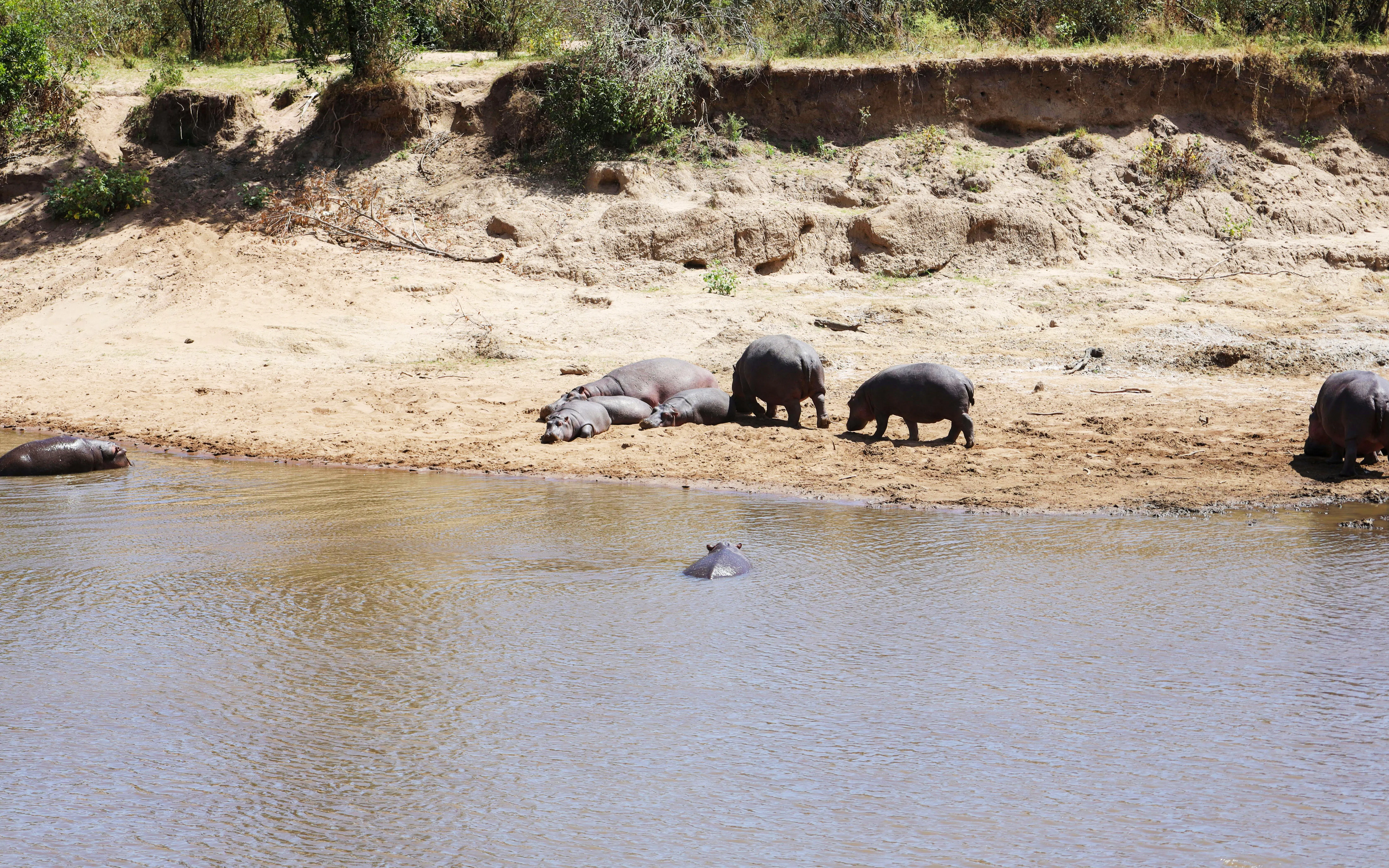 Hippopotamuses resting near Mara River at Masai Mara Safari.