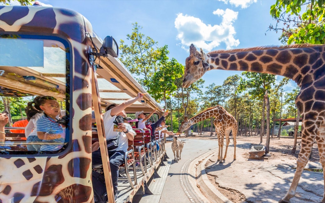 People feeding giraffes from a safari tram at Night Safari Park, Chiang Mai.