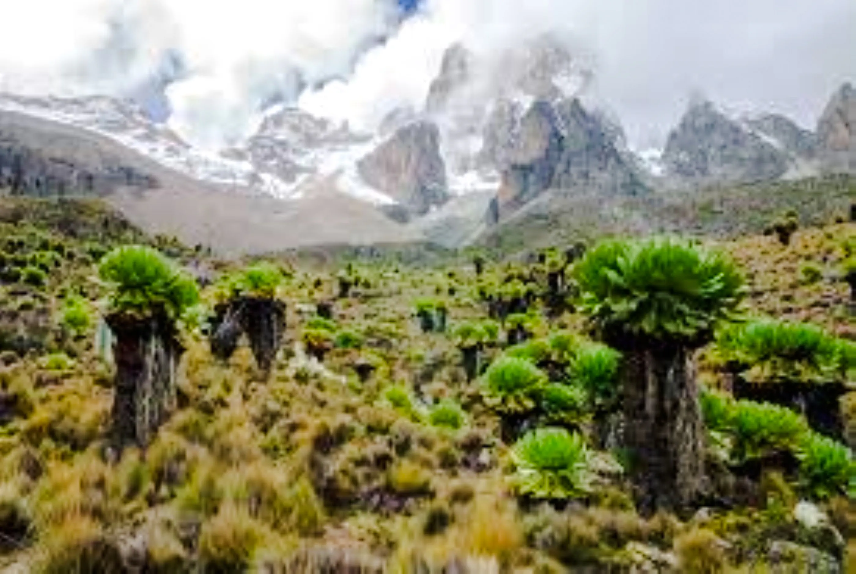 Alpine vegetation and rugged peaks of Mt Kenya on a day tour from Nairobi.