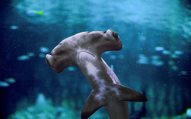 Hammerhead shark swimming in the National Aquarium Abu Dhabi.