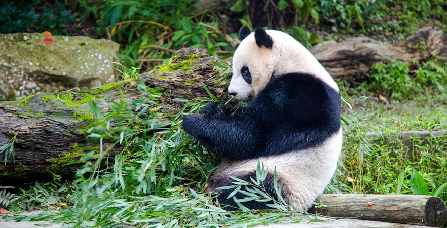Bilete pentru grădina zoologică Taipei