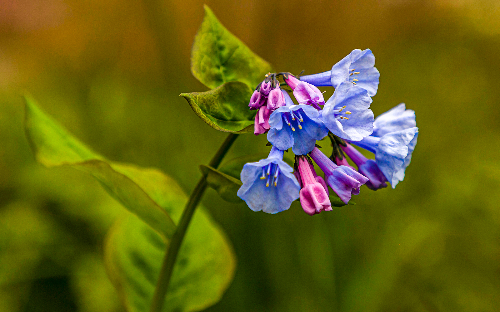 Virginia Bluebell flowers blooming in spring.