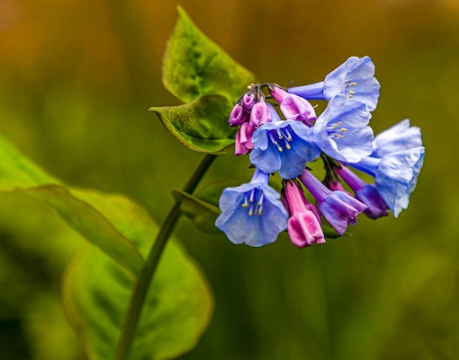 Virginia Bluebell flowers blooming in spring.
