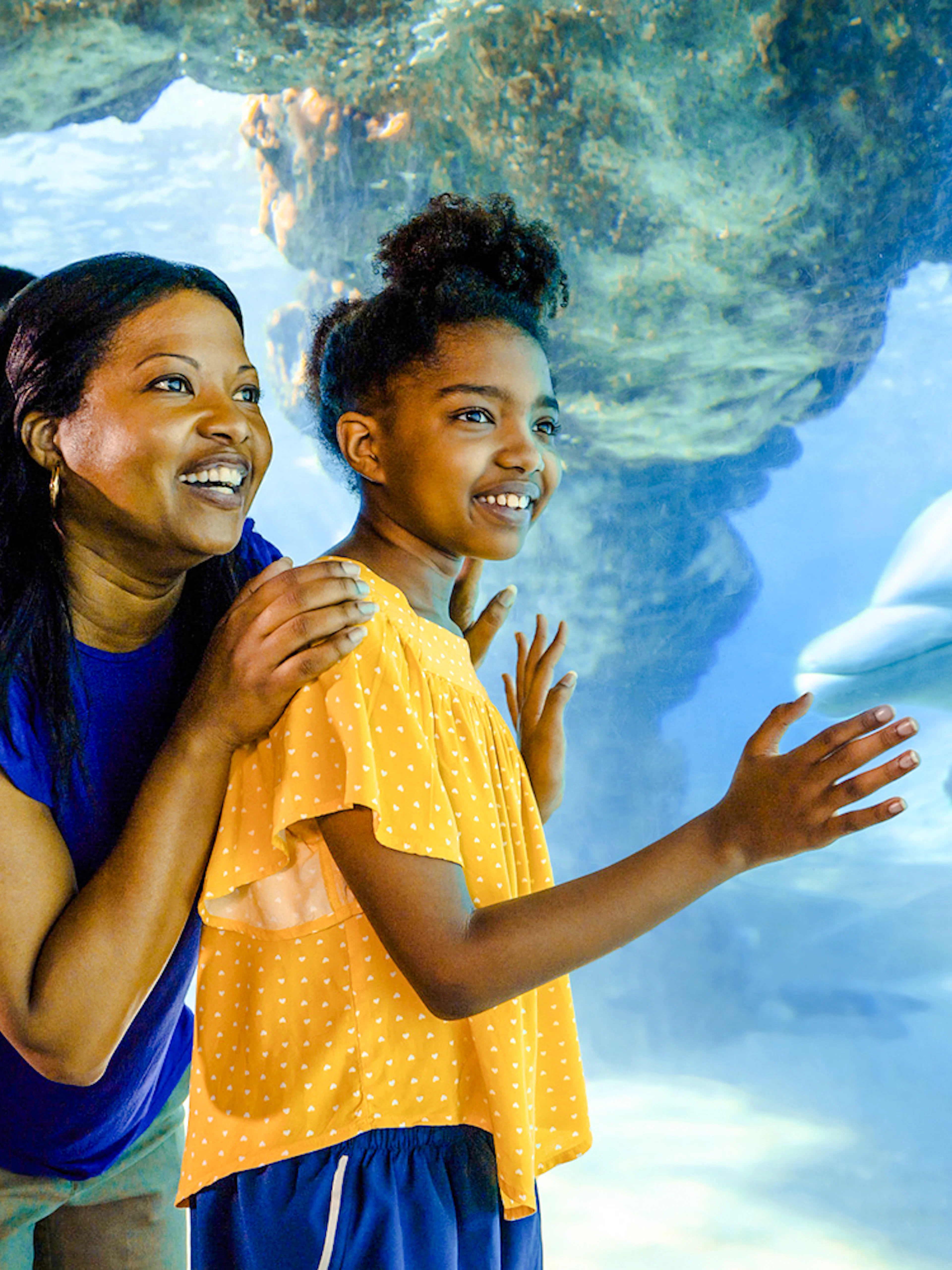 Guests observing dolphins at SeaWorld Orlando.