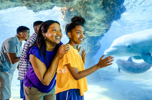 SeaWorld Orlando: Entry Tickets with All-Day Dining Add-On