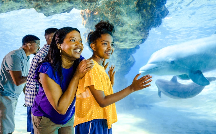 Guests observing dolphins at SeaWorld Orlando.