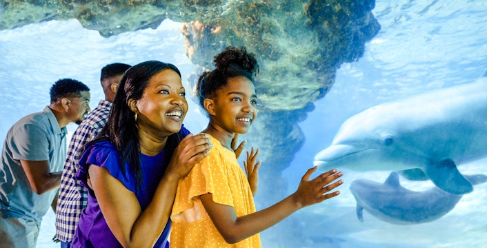 Guests observing dolphins at SeaWorld Orlando.