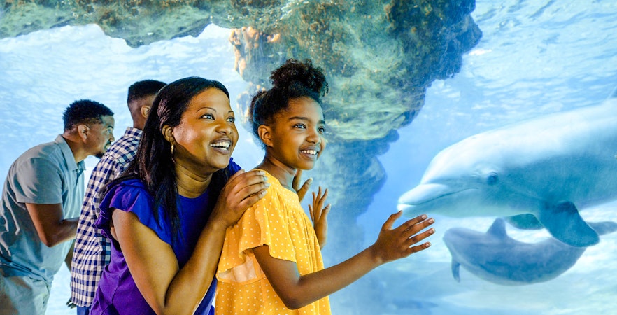 Guests observing dolphins at SeaWorld Orlando.