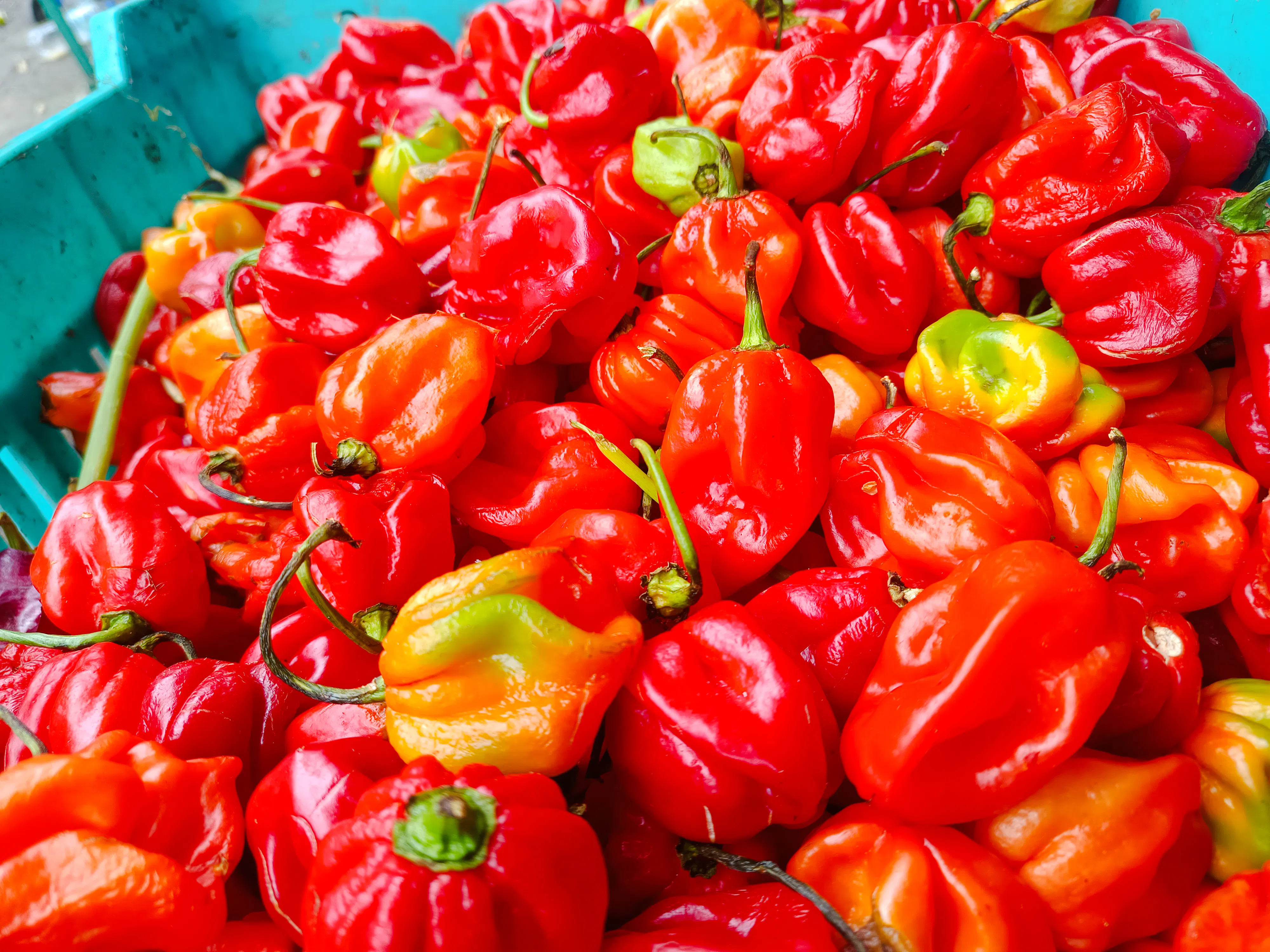 Red and orange peppers at Mercado Modelo, Santo Domingo food tour.