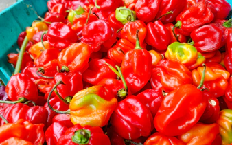 Red and orange peppers at Mercado Modelo, Santo Domingo food tour.