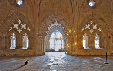 Gothic arches inside Lisbon monastery with a cat sitting on the stone floor.
