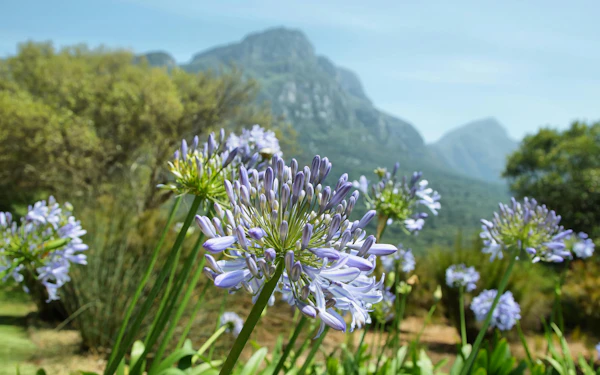 Cape Town Highlights Tour: Kirstenbosch Garden, Bo-Kaap, Penguins, and Cape Point