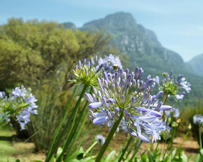 Cape Town Highlights Tour: Kirstenbosch Garden, Bo-Kaap, Penguins, and Cape Point