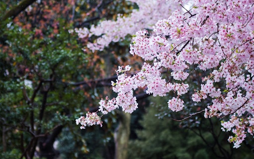 Cherry blossoms in full bloom during a random trip, surrounded by lush greenery.