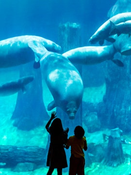 Children observing manatees at Singapore River Safari aquarium.