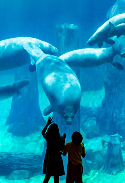 Children observing manatees at Singapore River Safari aquarium.