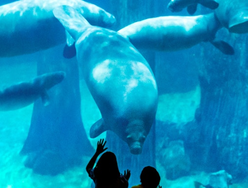 Children observing manatees at Singapore River Safari aquarium.