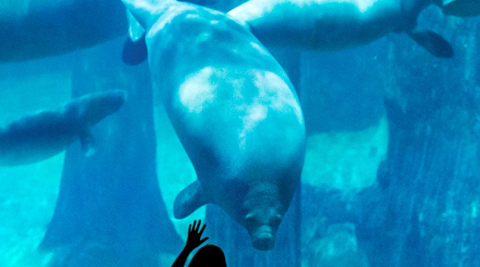 Children observing manatees at Singapore River Safari aquarium.