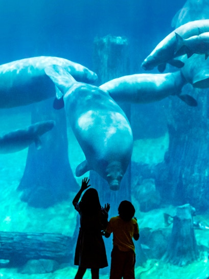 Children observing manatees at Singapore River Safari aquarium.