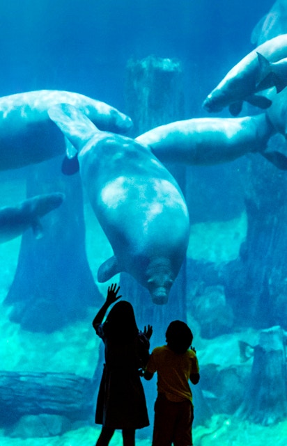 Children observing manatees at Singapore River Safari aquarium.