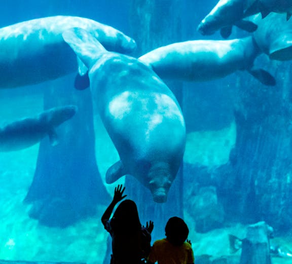 Children observing manatees at Singapore River Safari aquarium.