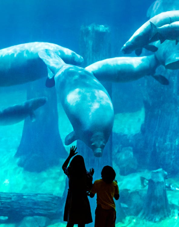 Children observing manatees at Singapore River Safari aquarium.
