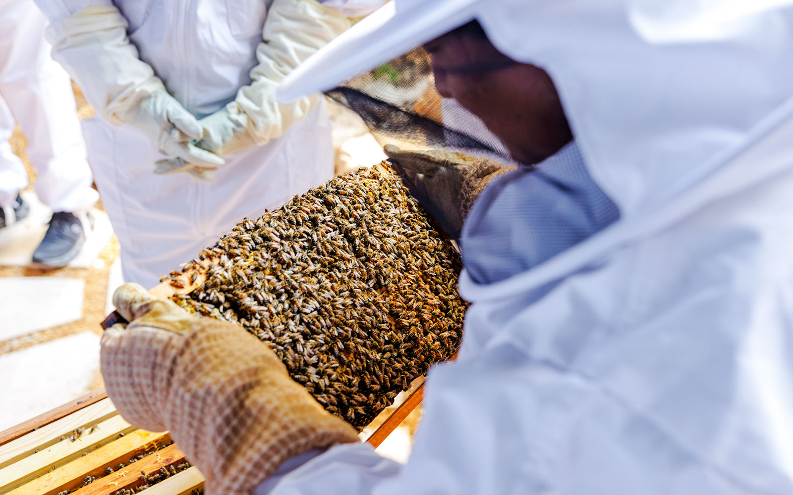 Beekeepers examining a hive during the Beekeeping Experience at Terra, Expo City Dubai.