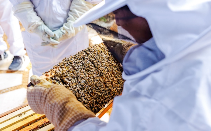 Beekeepers examining a hive during the Beekeeping Experience at Terra, Expo City Dubai.