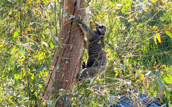 Koala climbing a tree at Pinnacles during wildlife spotting tour.