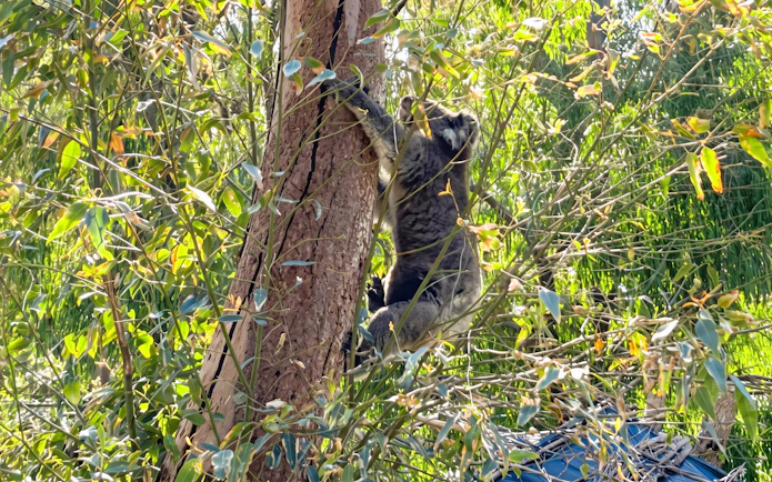 Koala climbing a tree at Pinnacles during wildlife spotting tour.