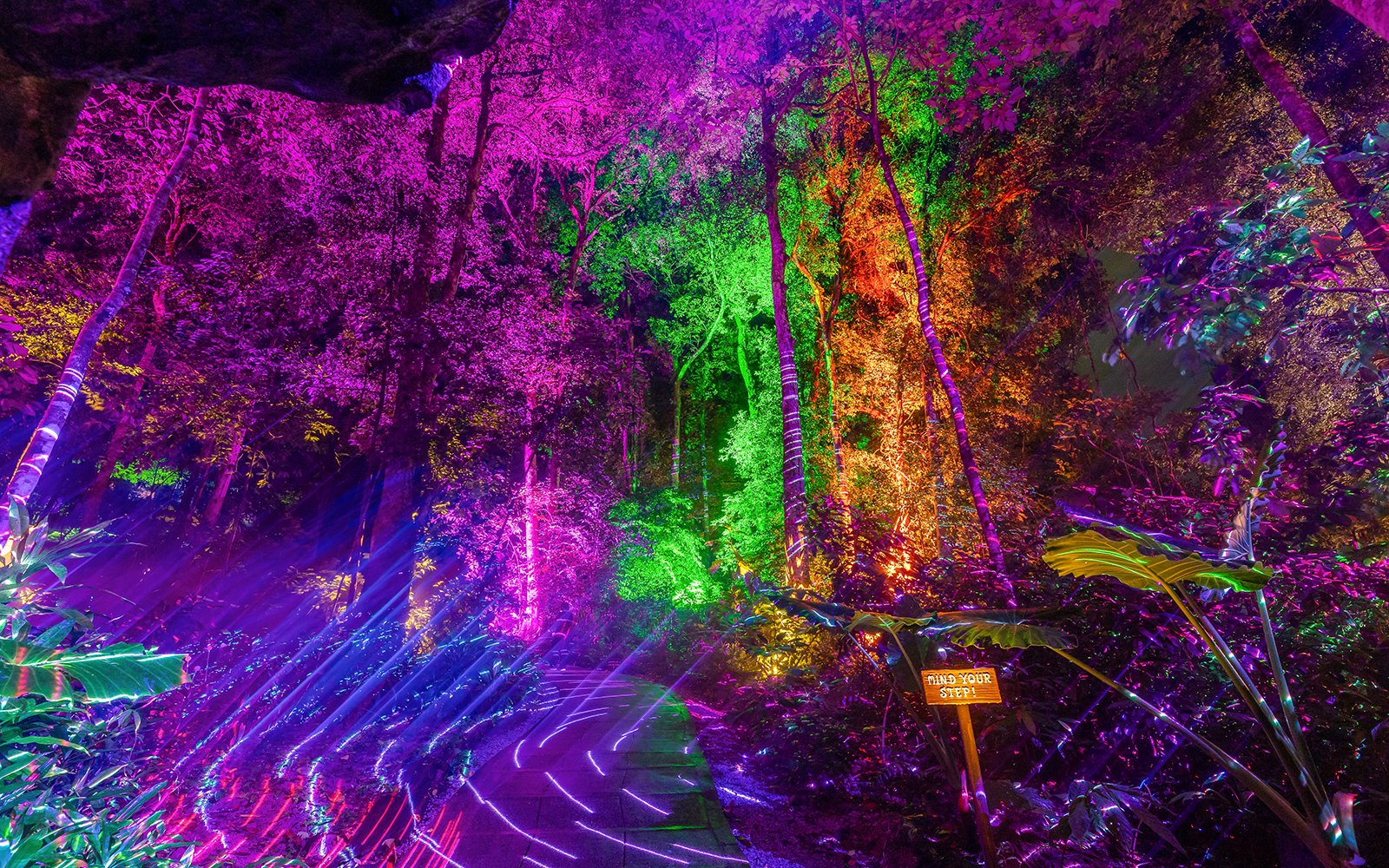 Illuminated trees with colorful lights at Dream Forest Langkawi.