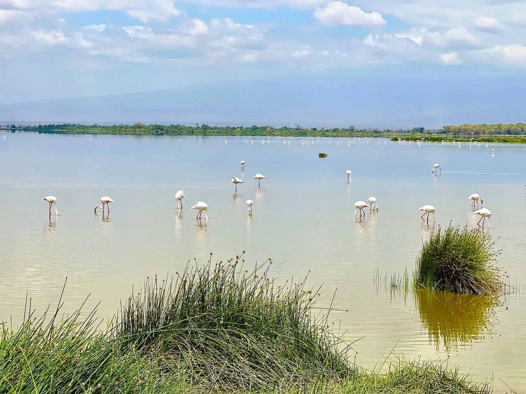 Flamingos wading in a lake at Amboseli National Park, Kenya.