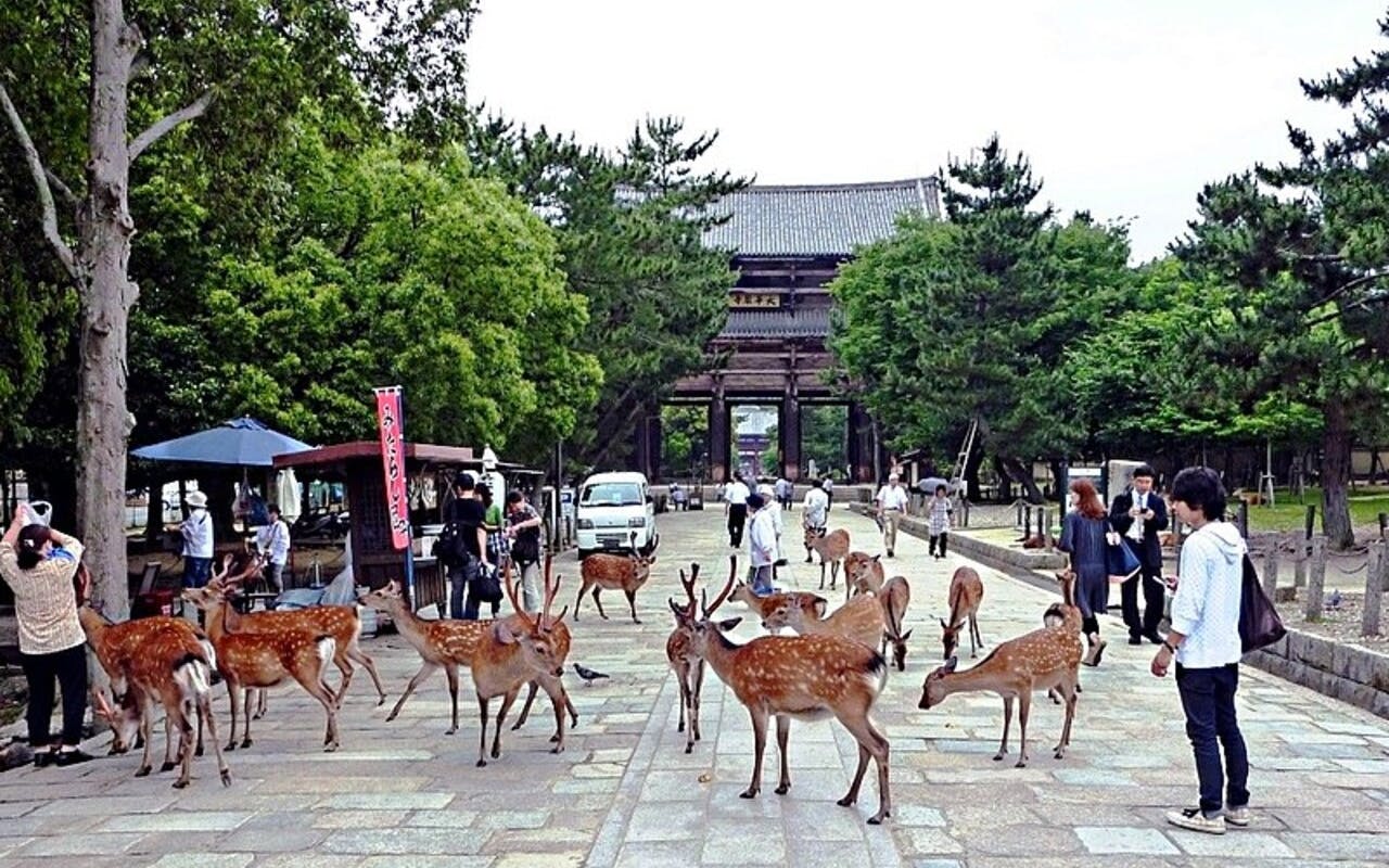 discover himeji, kobe and nara from osaka-2