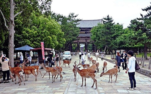 descubra himeji, kobe e nara saindo de osaka-2