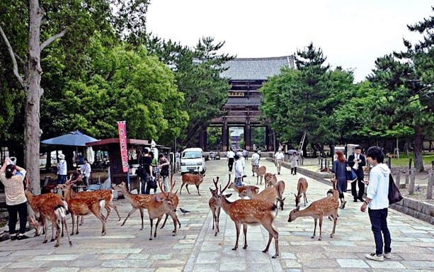discover himeji, kobe and nara from osaka-2