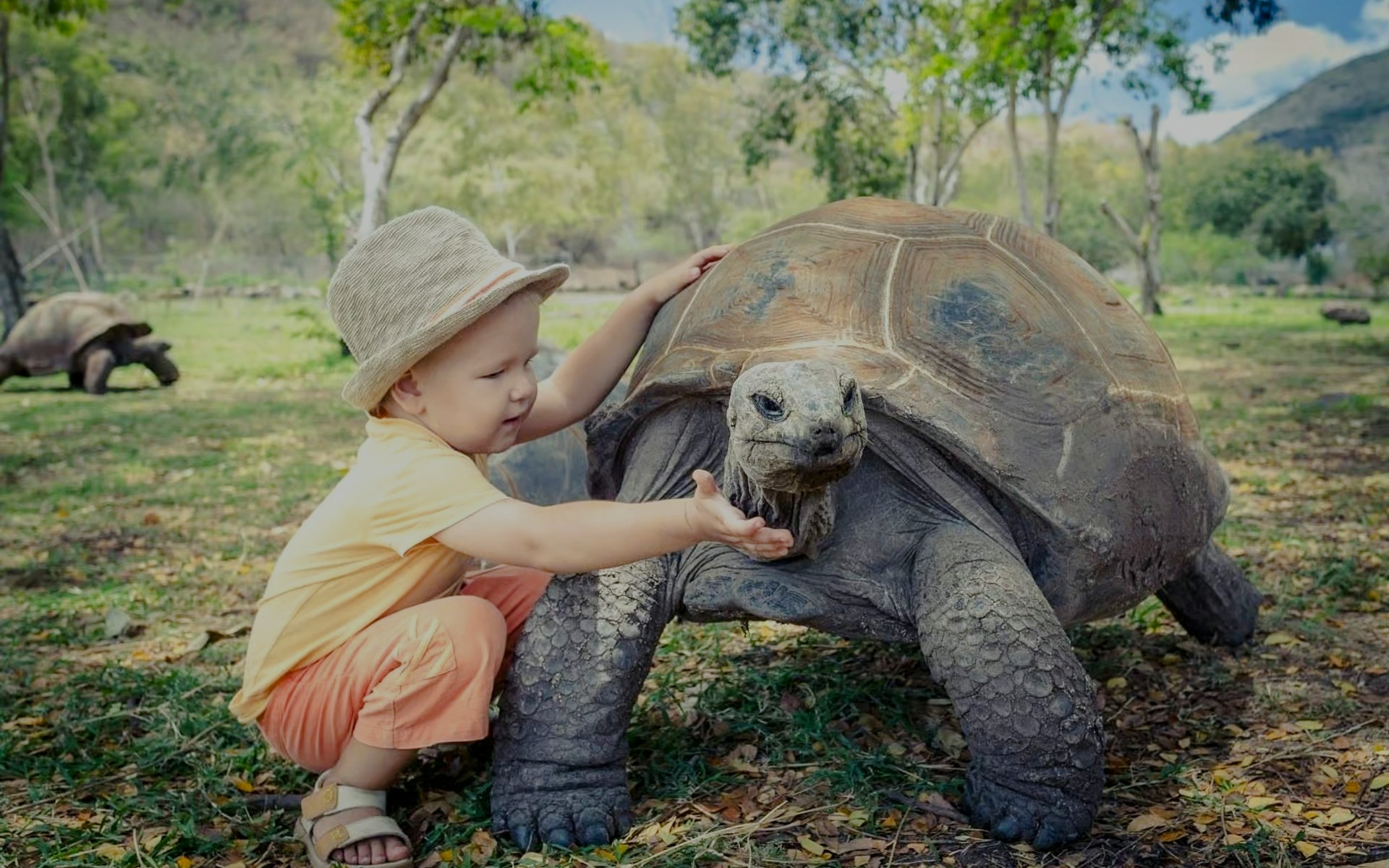 Child interacting with a giant tortoise at Chamarel Park, Mauritius.