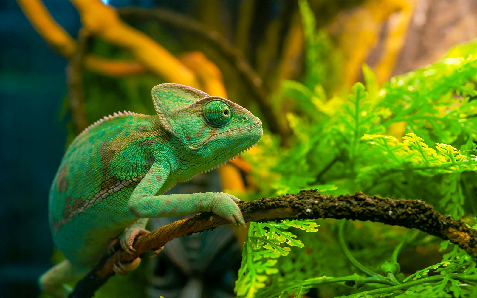 Chameleon on a branch at Monster Aquarium.