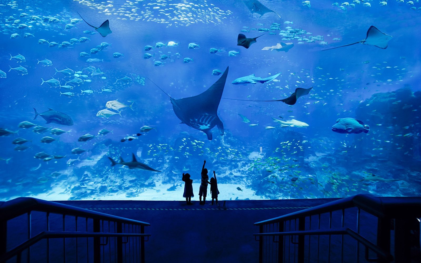 Children observing marine life at S.E.A. Aquarium Singapore.