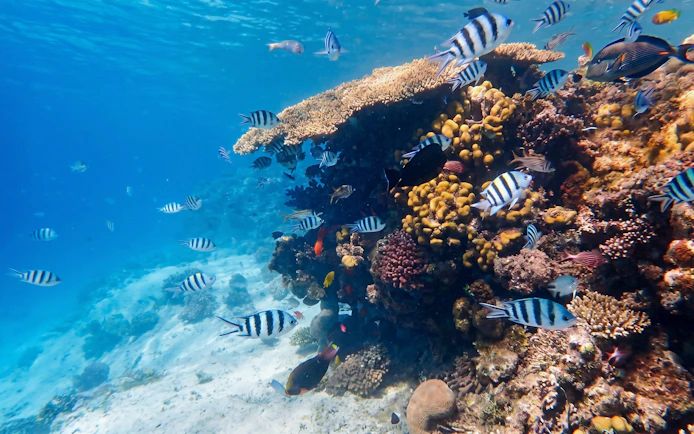 Colorful fish swimming around coral reef, Orange Bay snorkeling, Giftun Island, Hurghada.