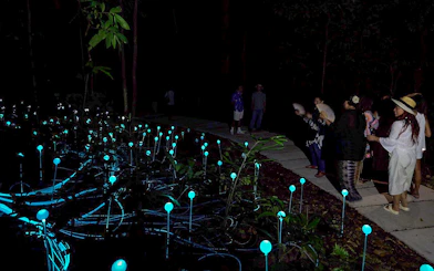 Visitors observing glowing lights in Dream Forest at night.